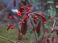 Photinia davidiana IMG_6536 Głogownik